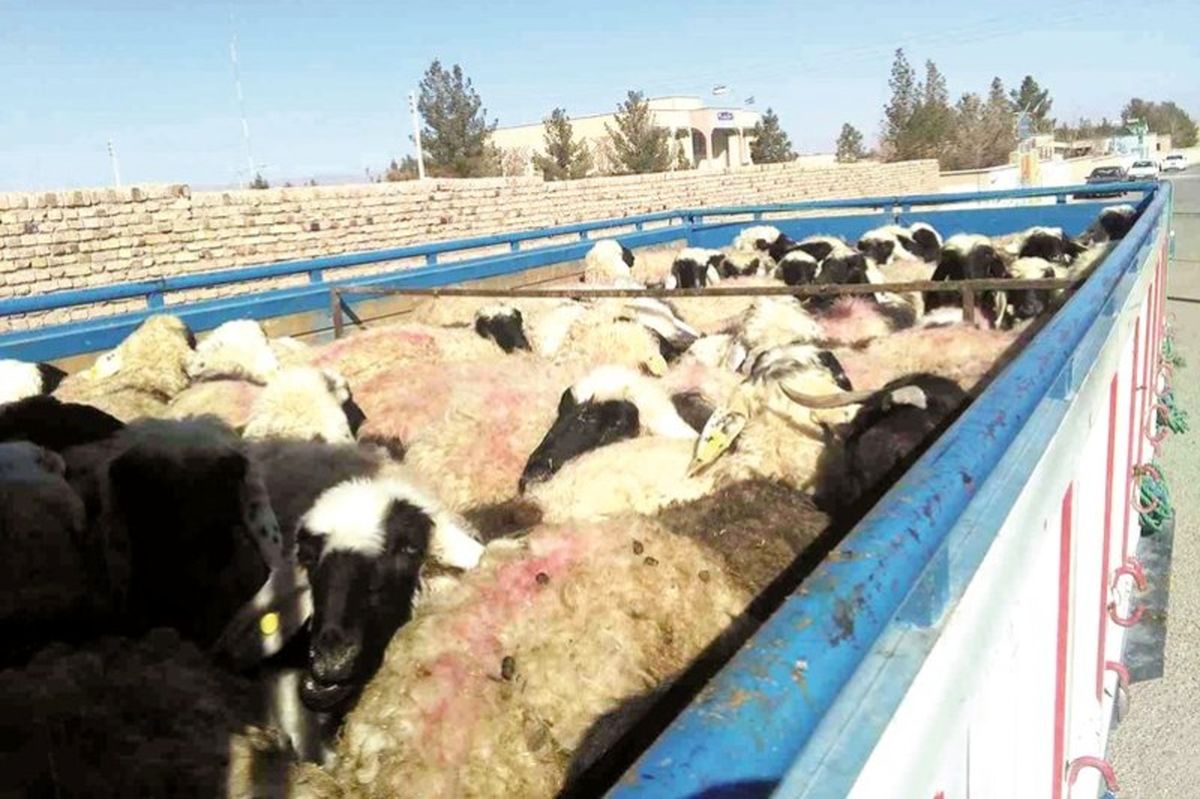 جلوگیری از خروج 253 رأس گوسفند قاچاق از مرزهای کشور