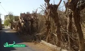 قطع درختان جوانه زده در یزد!