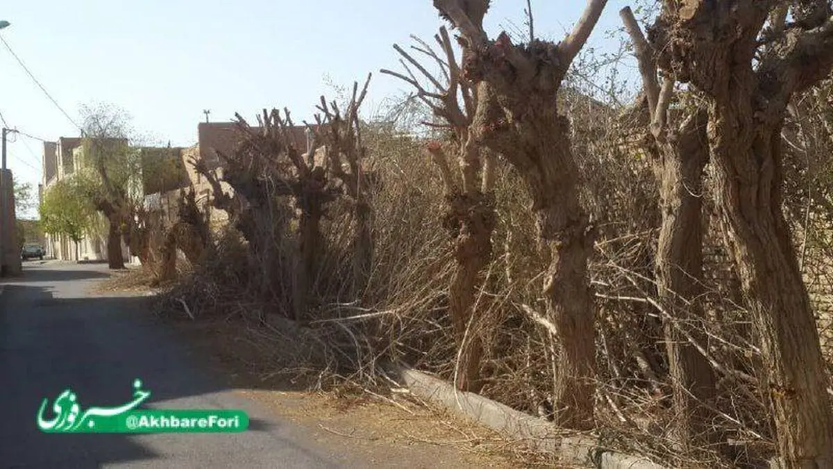 قطع درختان جوانه زده در یزد!
