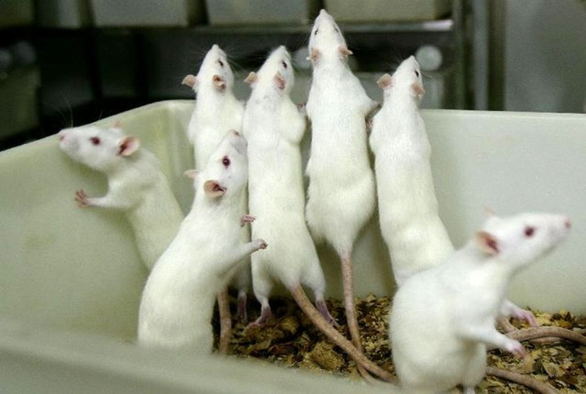 اولین «مزرعه جامع پرورش حیوانات آزمایشگاهی» افتتاح می‌شود