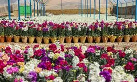 کاهش ۵۰ درصدی قیمت گل نسبت به سال گذشته