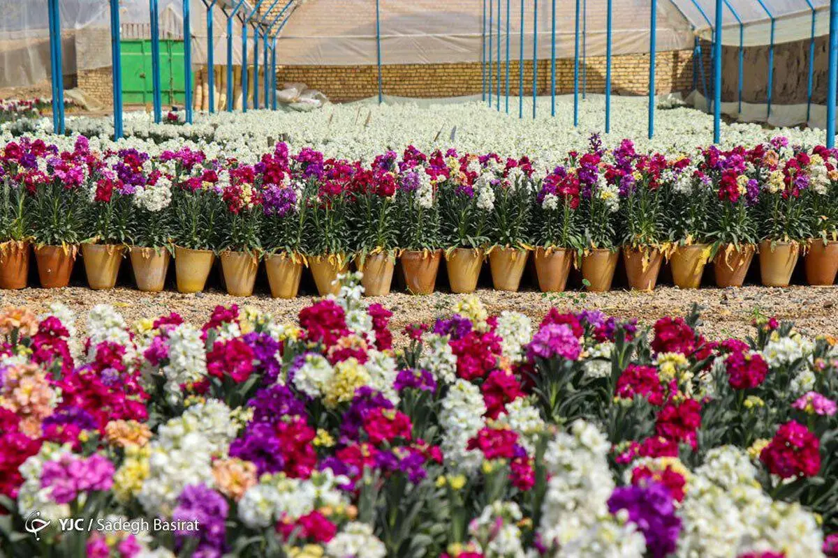 کاهش ۵۰ درصدی قیمت گل نسبت به سال گذشته