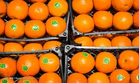 عرضه میوه شب عید در سراسر کشور/ استقبال سرد مردم از بازار میوه