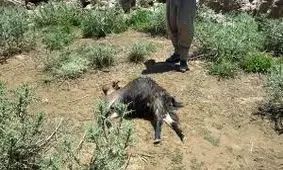 حمله گرگ های گرسنه به گله گوسفندان در قاین