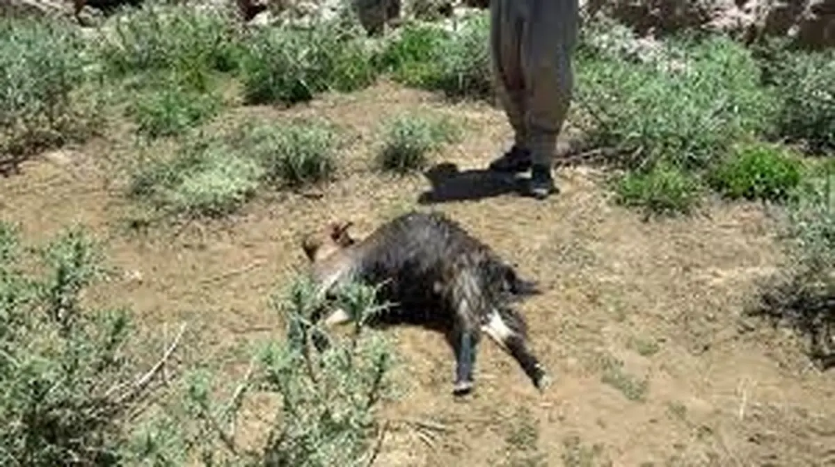 حمله گرگ های گرسنه به گله گوسفندان در قاین