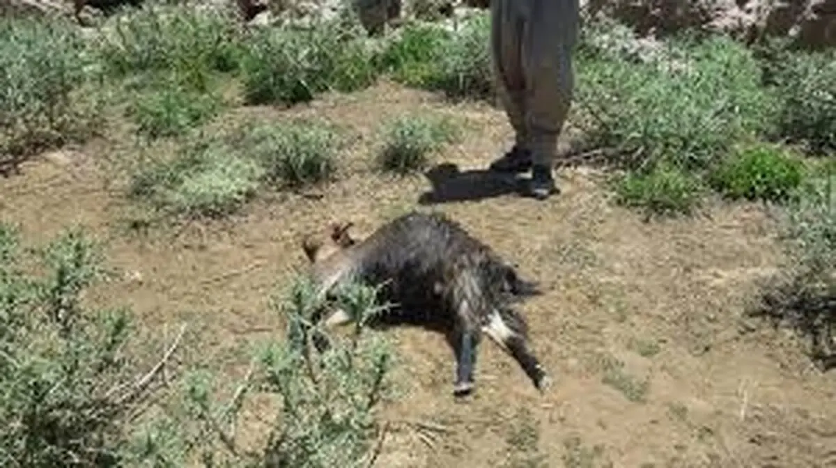 حمله گرگ های گرسنه به گله گوسفندان در قاین