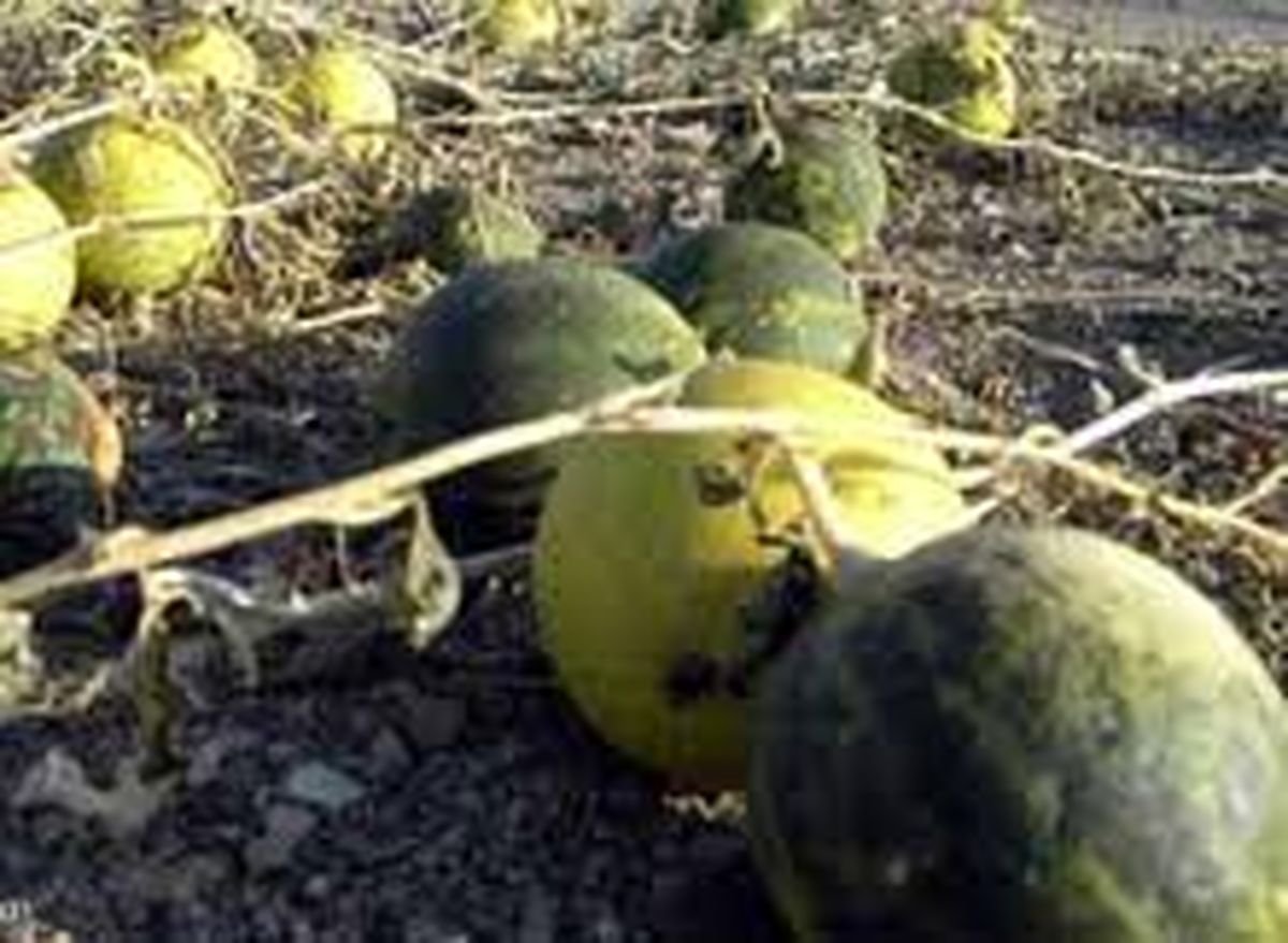 جاسازی 248کیلوگرم تریاک در هندوانه