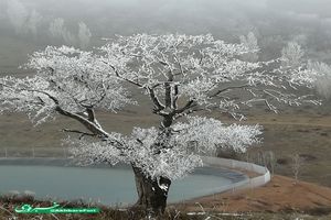 درختی زیبا پوشیده از یخ در کوه‌های طالقان