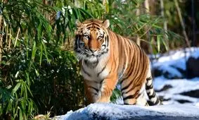 ابتلای اولین ببر به کووید۱۹