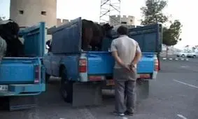 دستگیری سارقان احشام