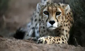 بازگشت دوباره "ایران"به توران