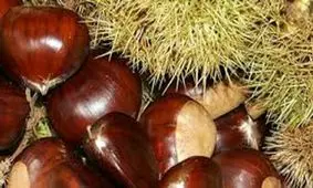 تک درخت "شاه بلوط" یادگار عصر صفویه در اشرف البلاد