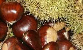 تک درخت "شاه بلوط" یادگار عصر صفویه در اشرف البلاد