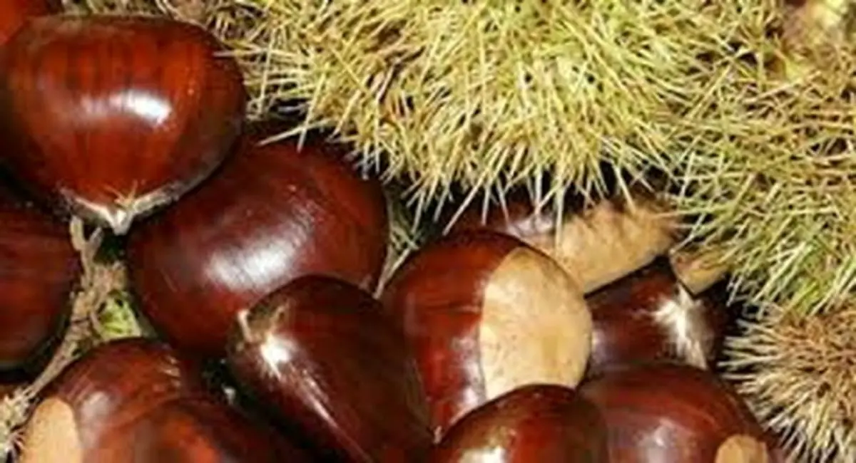 تک درخت "شاه بلوط" یادگار عصر صفویه در اشرف البلاد