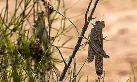 احتمال ورود دسته‌های ملخ طی چند روز آینده