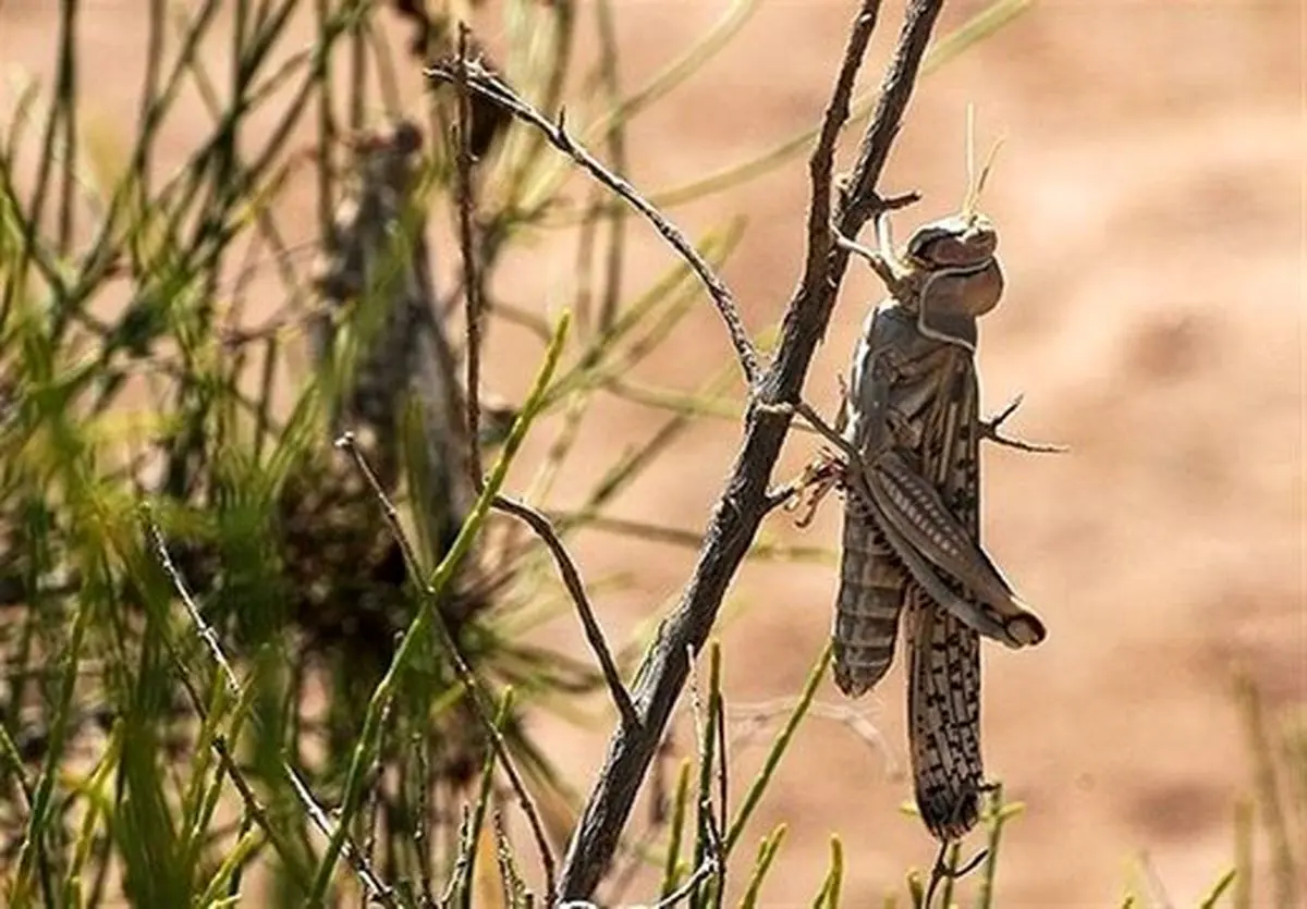 احتمال ورود دسته‌های ملخ طی چند روز آینده