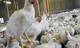 کشف 40 هزار قطعه جوجه گوشتی زنده در آستارا