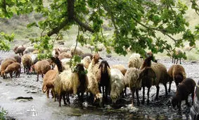 کشف جسد یک چوپان ۵۵ ساله در لالی