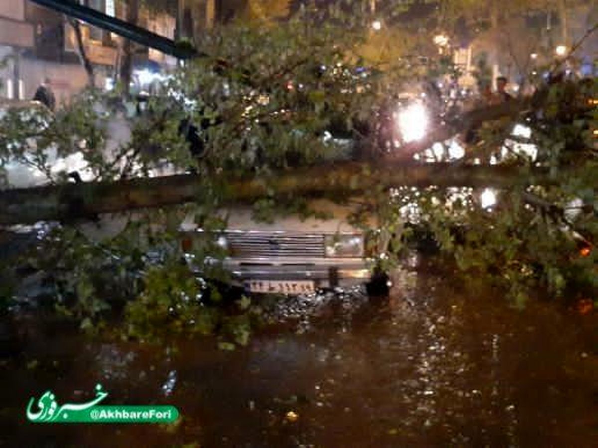 سقوط درخت به علت طوفان در بلوار طاق بستان کرمانشاه