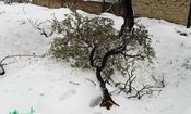 شدت بارش برف به درختان روستای ورکه رود بخش ضیا آباد رحم نکرد + تصویر