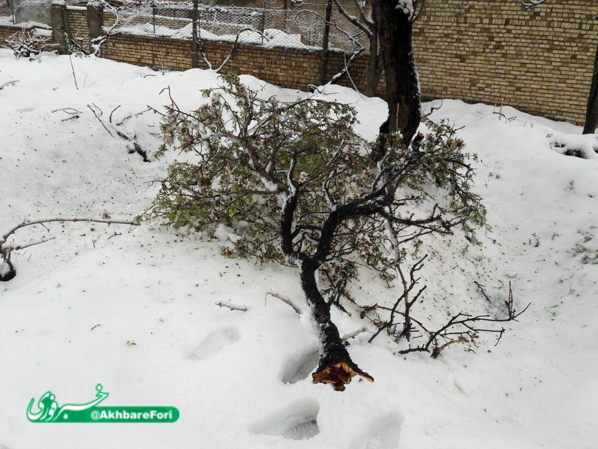 شدت بارش برف به درختان روستای ورکه رود بخش ضیا آباد رحم نکرد + تصویر