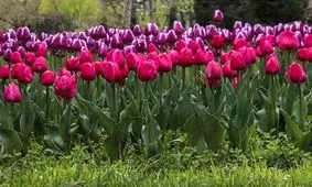 تنهایی لاله‌ها در بوستان ملت مشهد