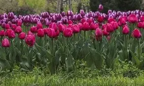 تنهایی لاله‌ها در بوستان ملت مشهد