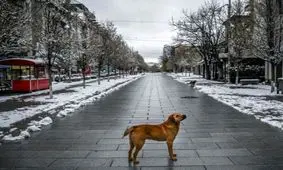 (تصاویر) شهرهای خلوت در تسخیر سگ‌ها و گربه‌ها