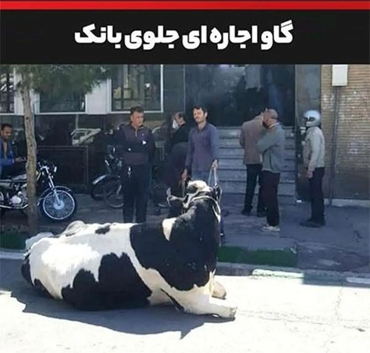 سوء استفاده از مهلت "کرونایی" بانک ها با "گاو" پیشانی سفید!