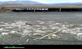 خسارات سیل به مرغداری روستای بهانگر داورزن + تصویر