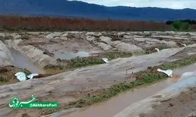 خسارت سیل به زمین‌های کشاورزی زعفران روستای سده خواف