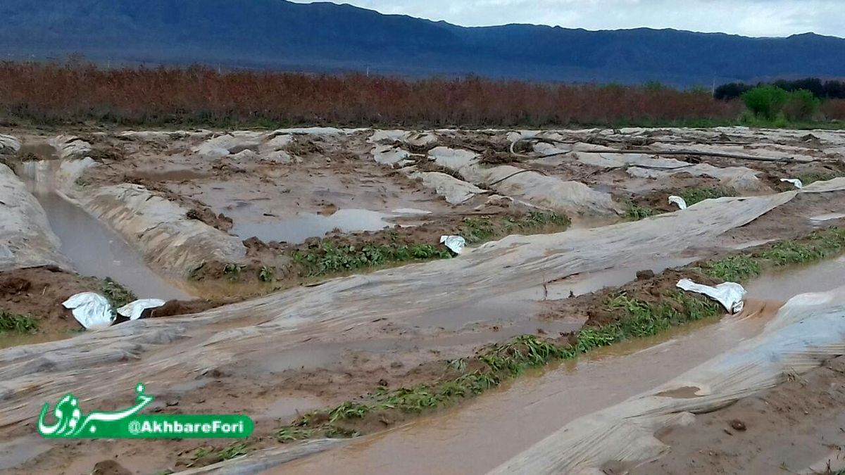 خسارت سیل به زمینهای کشاورزی زعفران روستای سده خواف