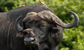 حمله گاومیش در شهر خوی به ماشین‌ها و مردم / فیلم