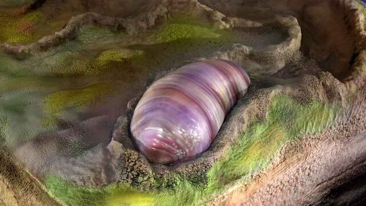 یک کرم، جد مشترک همه جانوران جهان