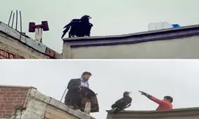 نجات یک بهله عقاب در پشت بام یکی از منازل مهاباد