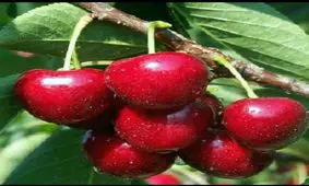 عملکرد این میوه مثل قرص خواب است