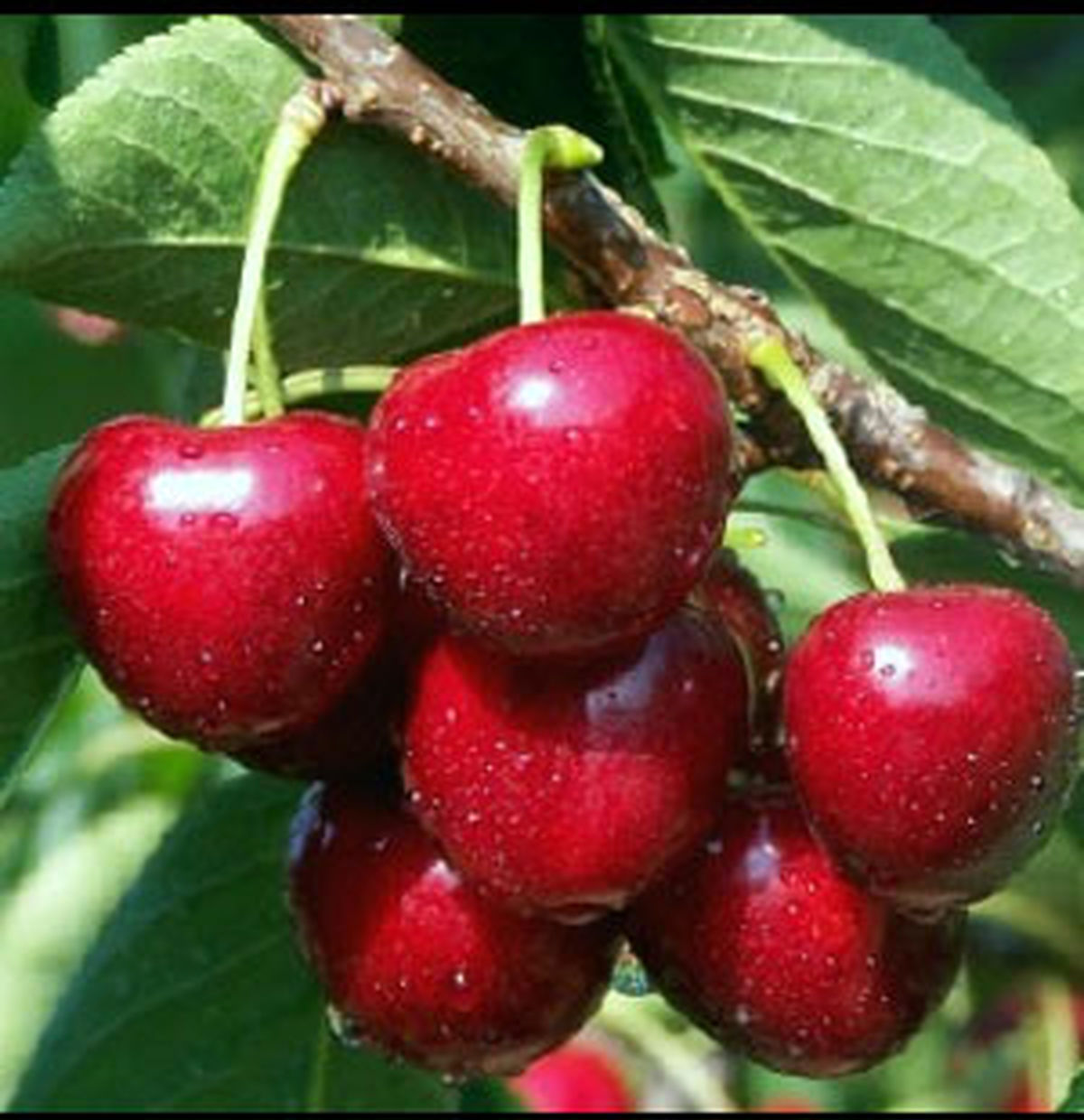 عملکرد این میوه مثل قرص خواب است