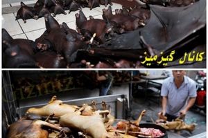 بازگشایی بازار خفاش و سگ در چین!