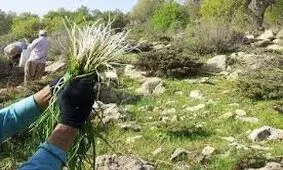 برداشت گیاهان دارویی و خوراکی در کردستان ممنوع شد