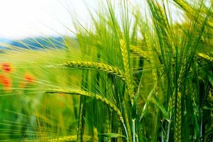 ۵۲ هزار تن گندم از زمین‌های کشاورزی هرمزگان برداشت می‌شود