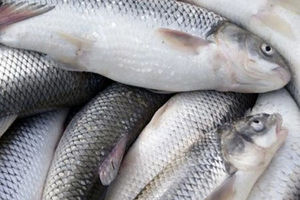 کشف 32 تن ماهي قاچاق در منطقه رمین