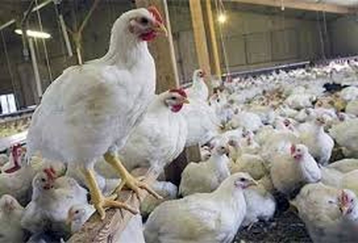 خرید مرغ مازاد تولیدکنندگان لرستانی