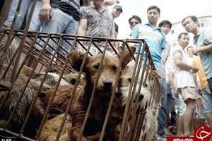 ممنوعیت خوردن سگ و گربه در چین!