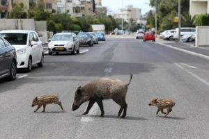 عکس/ حضور گرازهای وحشی گرسنه در شهر "حیفا" اسرائیل
