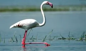 ۳ قطعه فلامینگوی زنده از منزل مسکونی در رشت کشف شد