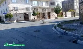 وقتی صبح روباه مهمان شهریار می‌شود !