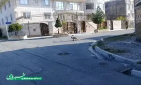 وقتی صبح روباه مهمان شهریار می‌شود !