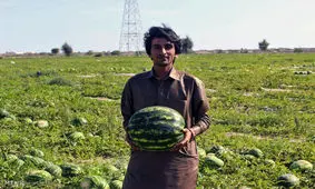 پیش‌بینی تولید ۴۰ هزار تن محصول جالیزی در سرباز