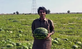 پیش‌بینی تولید ۴۰ هزار تن محصول جالیزی در سرباز