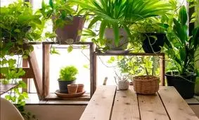 مزایای نگهداری از گیاهان در خانه برای مبارزه با استرس و اضطراب